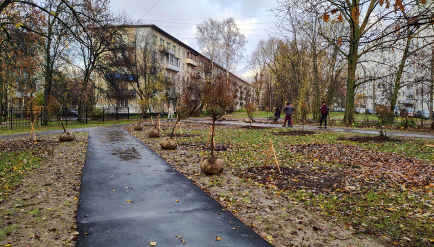 Посадка деревьев в процессе благоустройства двора