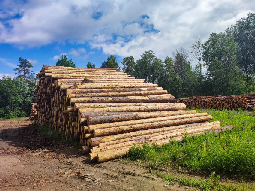 Длинные бревна, сложенные в штабель на лесоскладе рядом с проселочной дорогой