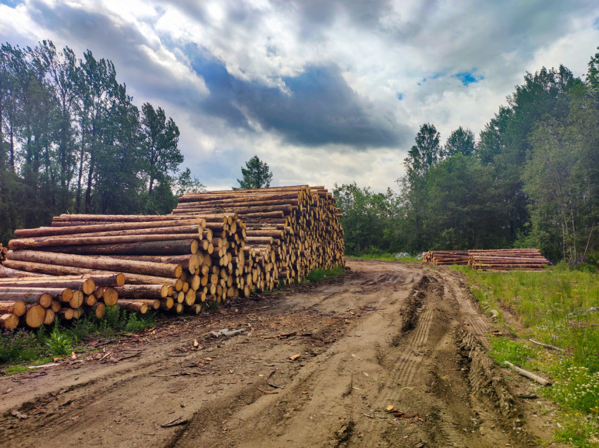 Лесная площадка с штабелями брёвен и колеями на грунтовой дороге