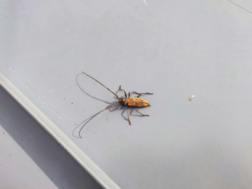 Жук-усач на серой металлической поверхности крыши, вид сверху