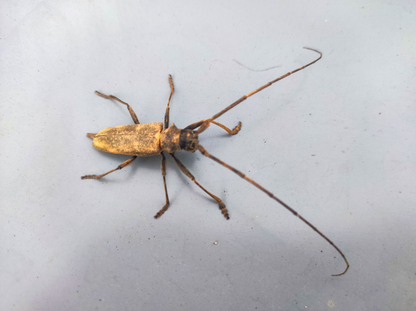 Жук-усач на светло-серой металлической поверхности, макросъёмка