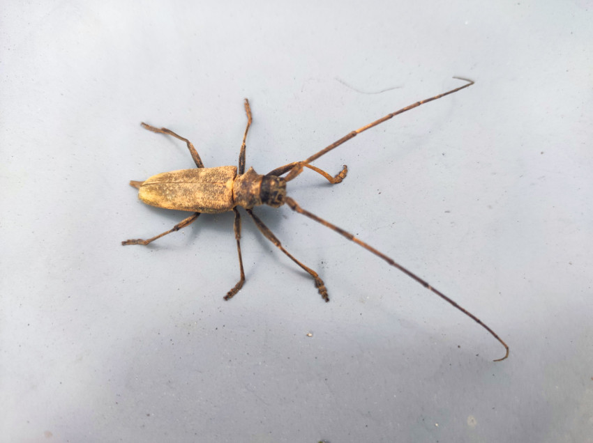 Жук-усач с длинными усиками на ровной светлой поверхности