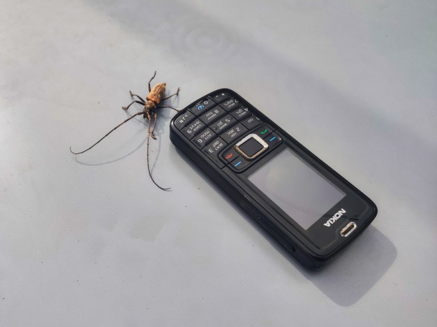 Телефон Nokia лежит боком рядом с жуком-усачем на сером фоне