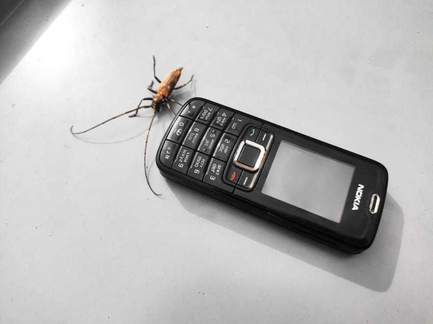 Жук-усач на корпусе кнопочного телефона Nokia