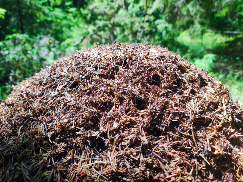Верхушка муравейника с муравьями и хвоей крупным планом