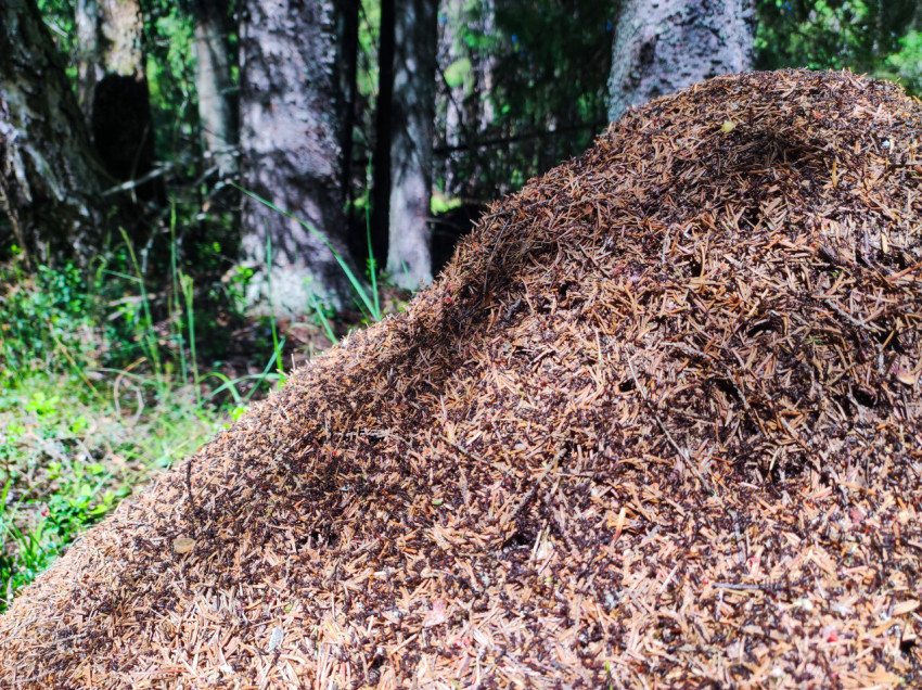 Склон муравейника с муравьями на фоне стволов хвойных деревьев