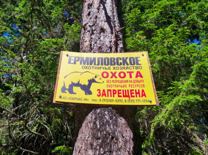 Жёлтая табличка с медведем: «Ермиловское охотничье хозяйство, охота запрещена» на стволе сосны