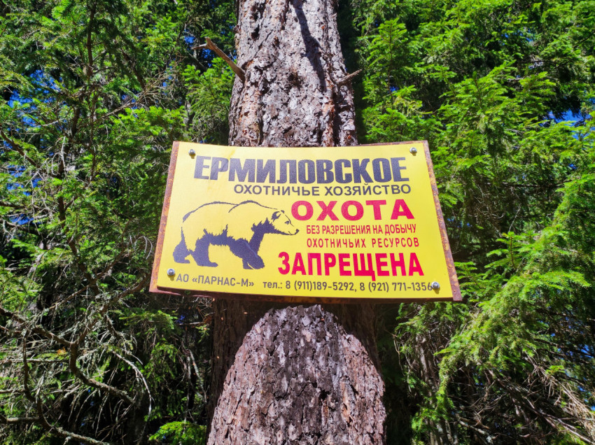Табличка о запрете охоты в Ермиловском охотничьем хозяйстве на фоне еловых ветвей