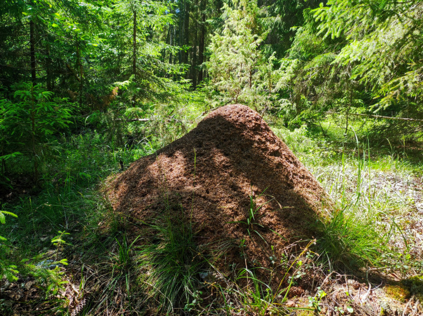 Муравейник из хвои на солнечной поляне в хвойном лесу