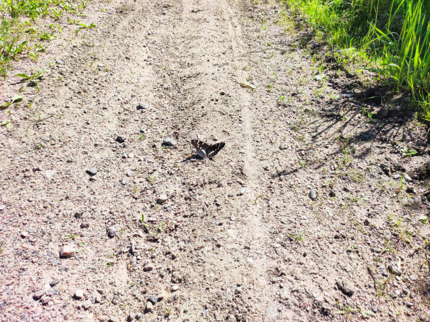 Бабочка с расправленными крыльями на солнечной грунтовой дороге