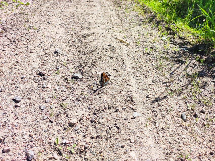 Бабочка в профиль на песчаной дороге с мелким щебнем и травой