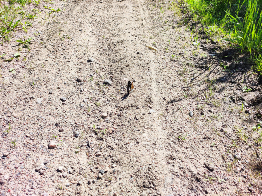 Бабочка с поднятыми крыльями на щебёночной просёлочной дороге