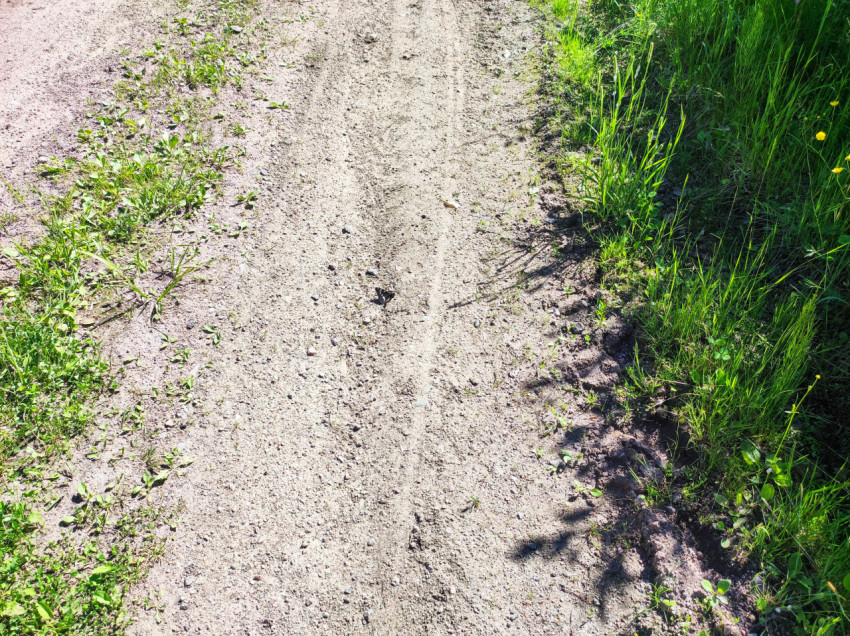 Бабочка на песчано-гравийной дороге среди травяных обочин