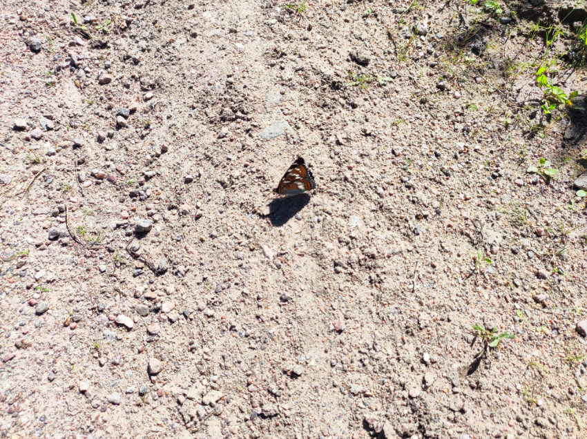 Крупный план бабочки на щебёночной дороге с текстурой грунта