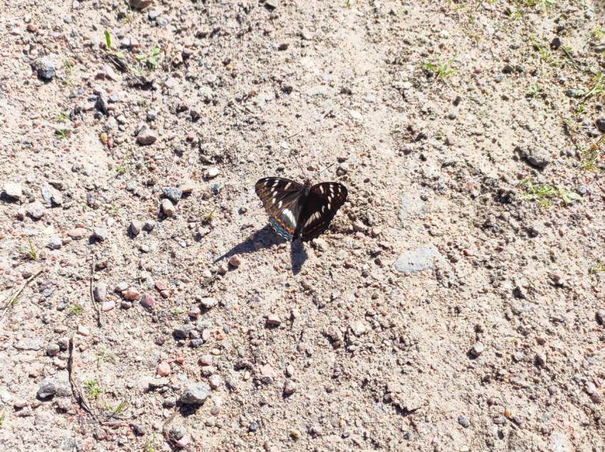 Бабочка с раскрывающимися крыльями на сухой грунтовой площадке