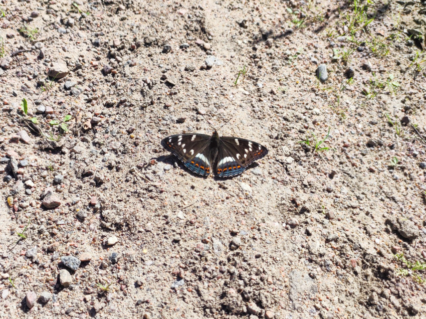 Бабочка с полностью раскрытыми крыльями на песчано-каменистой дороге