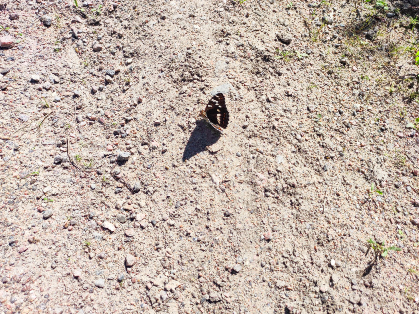 Бабочка с полураскрытыми крыльями и длинной тенью на гравии