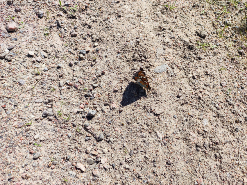 Бабочка на просёлочной дороге, вид сбоку на узор крыльев