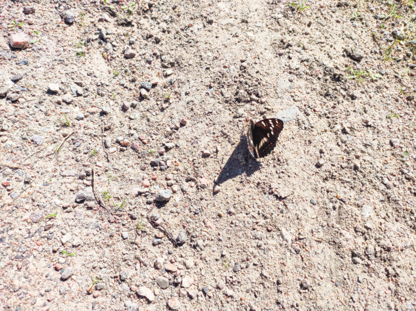 Бабочка на гравийной дороге с полураскрытыми крыльями и тенью