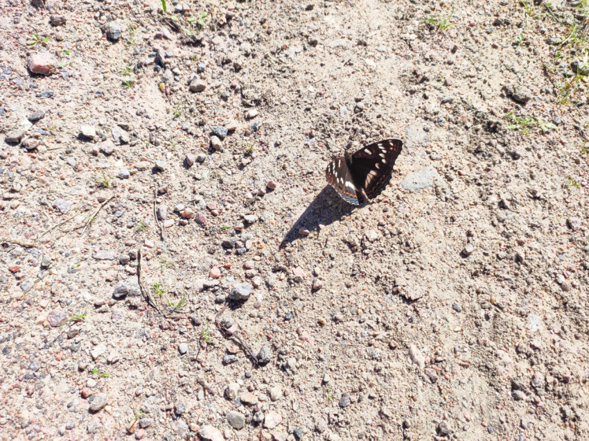 Бабочка с приподнятыми крыльями на песчано-гравийной поверхности