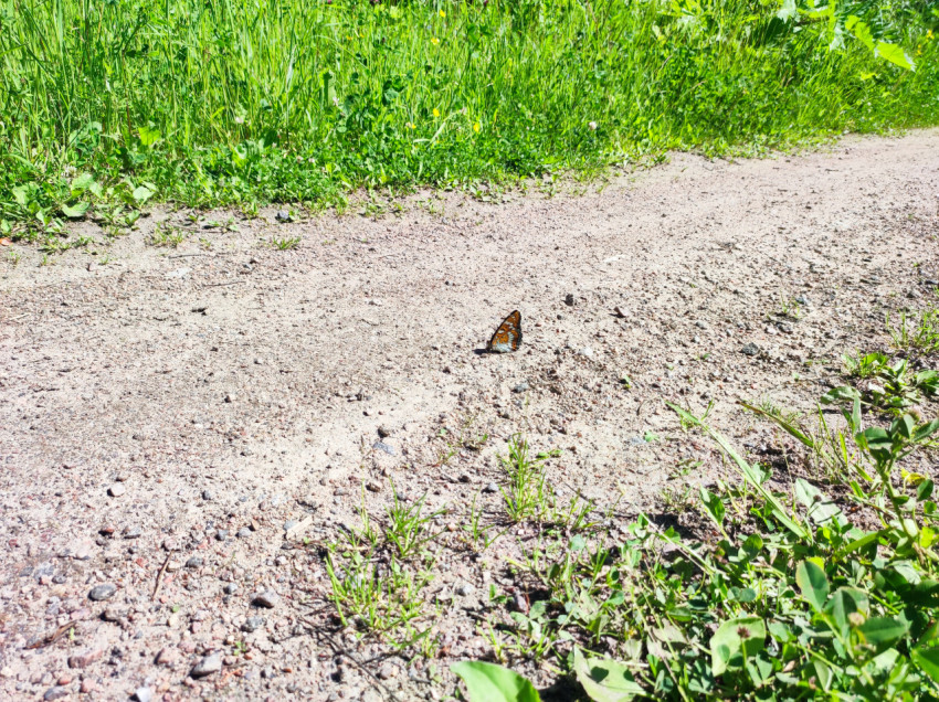 Бабочка на грунтовой дорожке рядом с полосой яркой зелёной травы