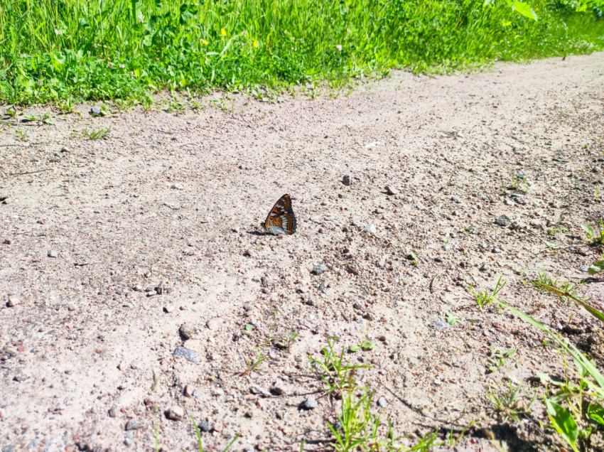 Бабочка на грунтовой дорожке с мелким щебнем и травой по краю