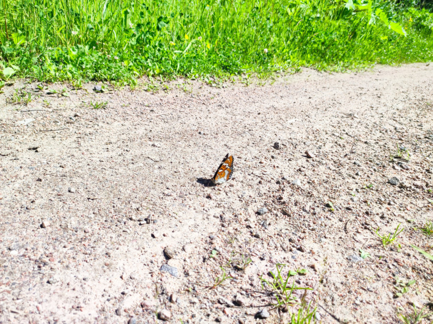 Бабочка с яркой окраской на просёлочной дороге среди летней зелени