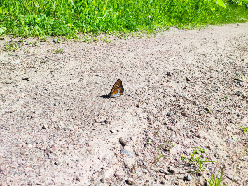 Бабочка на грунтовой тропе с выраженной тенью и зелёной кромкой травы