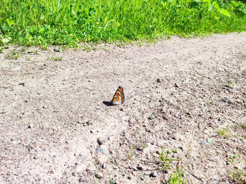 Бабочка на светлой песчаной дороге с травой и растениями по обочине