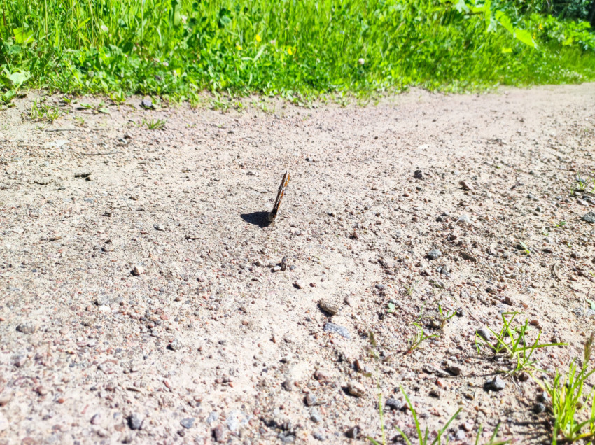 Бабочка с вертикально сложенными крыльями на песчано-гравийной тропинке