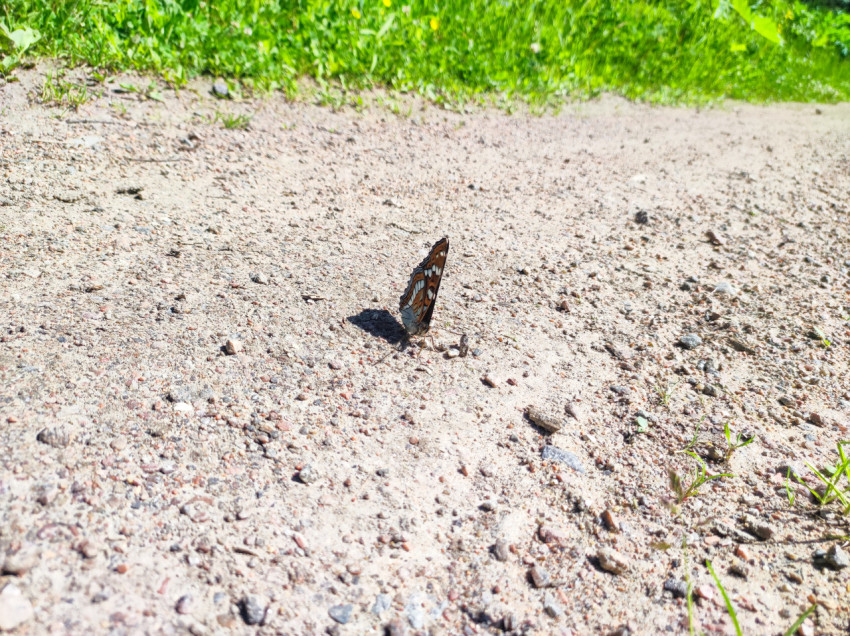 Бабочка с узорчатыми крыльями на гравийной дорожке