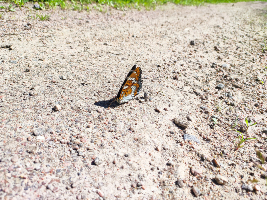 Бабочка на песке с частично расправленными крыльями у травяной кромки