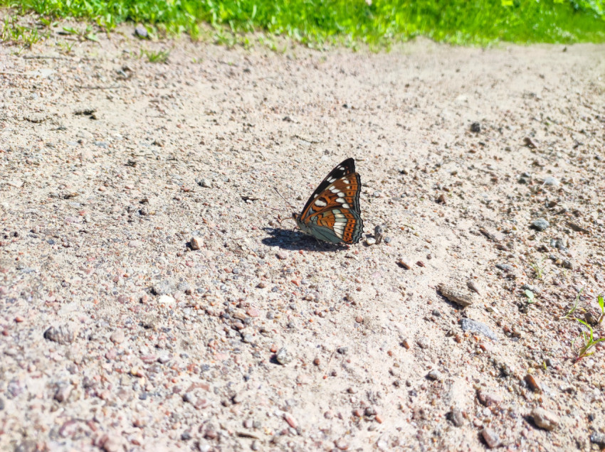 Бабочка в профиль на гравийной тропинке среди летней зелени