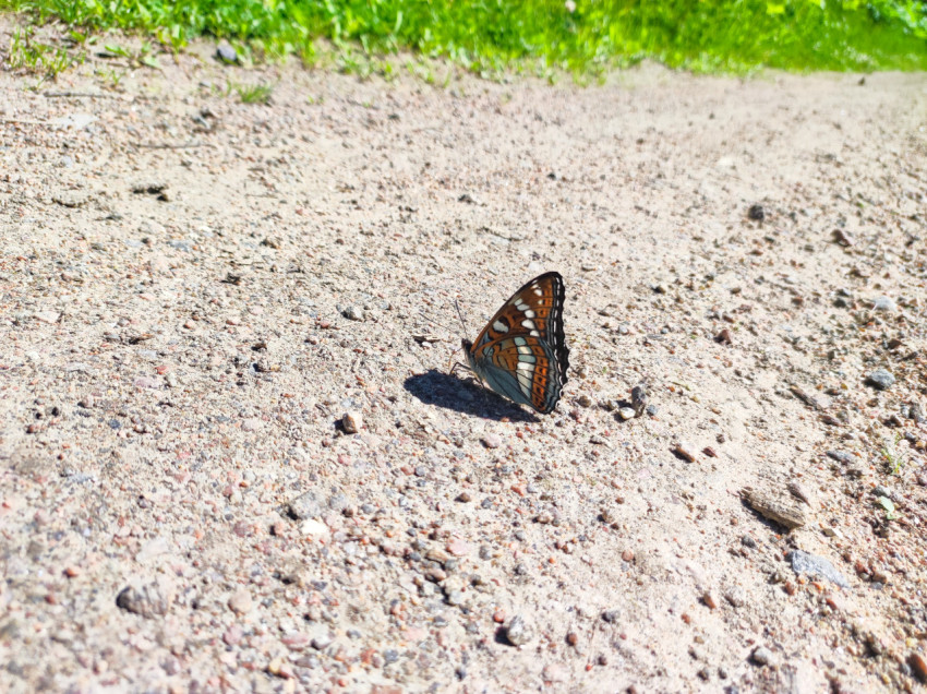 Бабочка с узорчатым крылом на песчано-каменистой поверхности