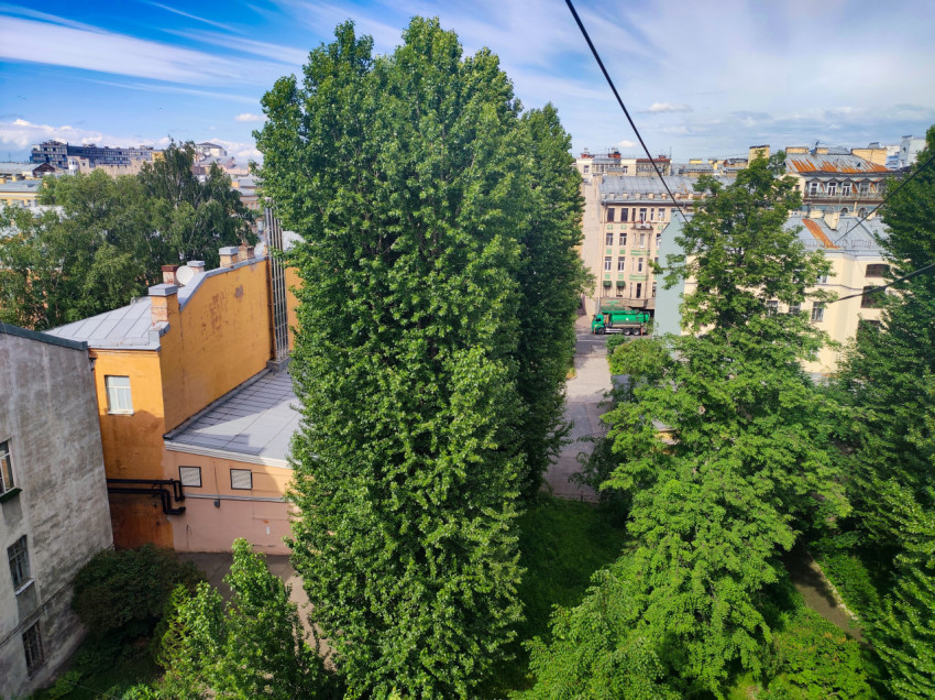 Двор с высокой древесной кроной и фасадами домов, снятый с крыши