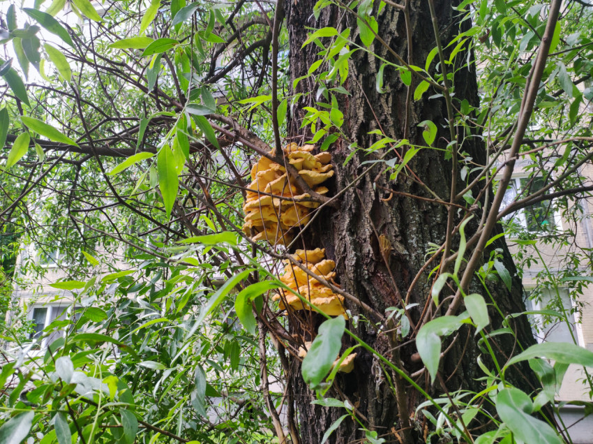 Желто-оранжевые древесные грибы на стволе дерева среди густой листвы