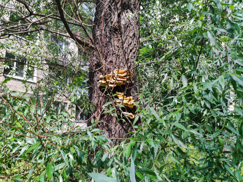 Грибы-трутовики на стволе дерева среди густой зелени во дворе