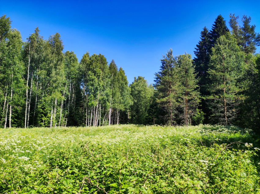 Цветущий луг у смешанного леса под синим небом