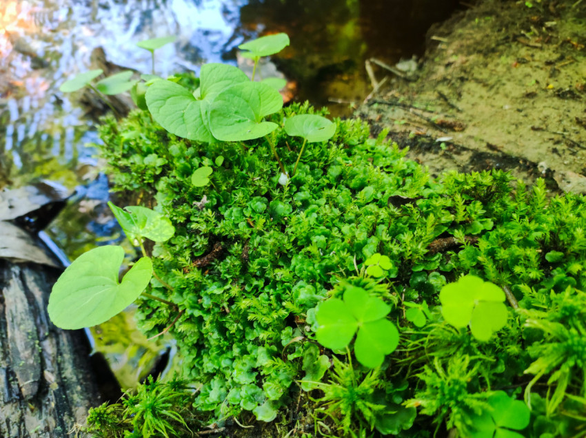 Мох и молодые листья на валежнике в лесу