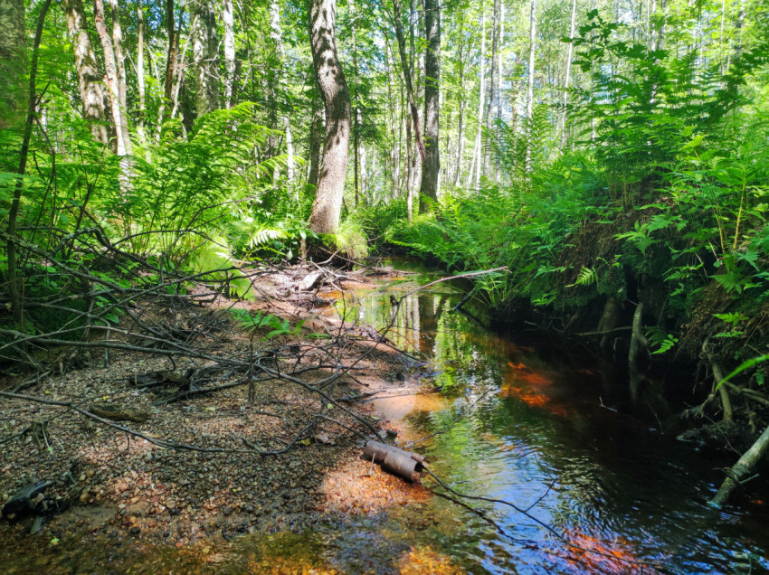 Извилистый лесной ручей с галечным берегом и папоротниками