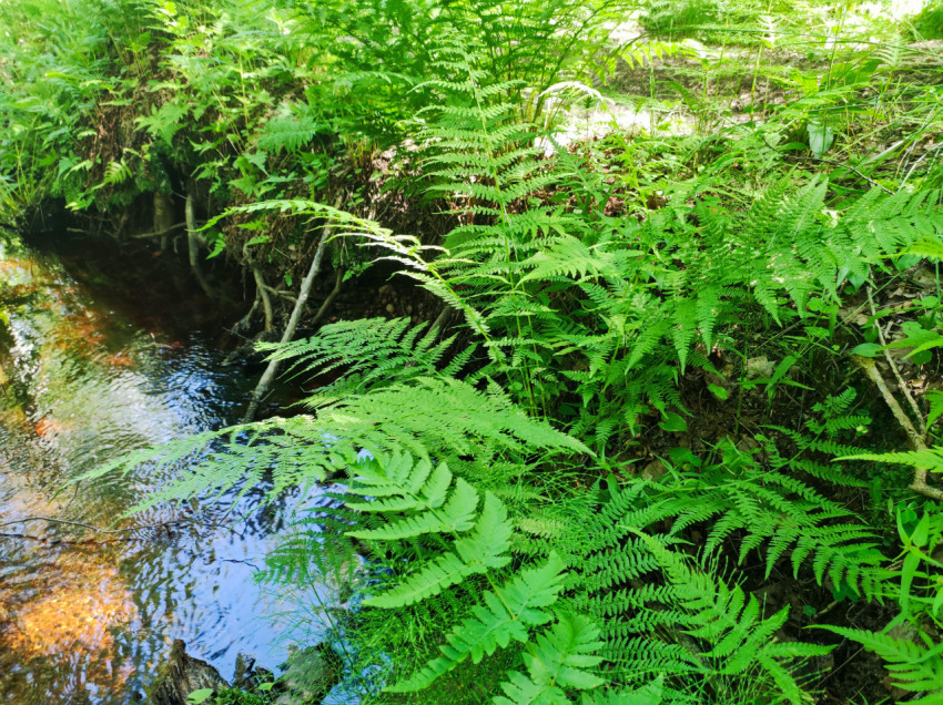 Папоротники и корни на берегу лесного ручья крупным планом