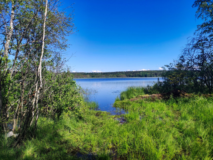 Берег озера с травой, кустарниками и линией леса вдали
