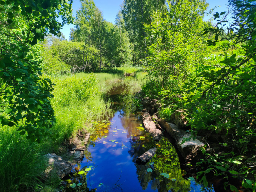 Лесной пруд с кувшинками и отражением неба среди густой зелени