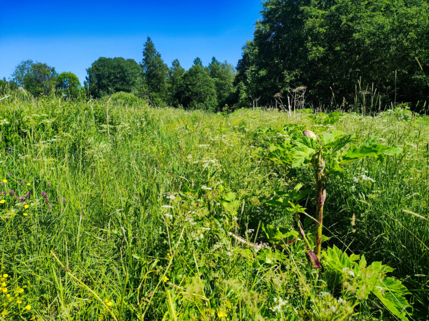 Летний луг с разнотравьем и лесной опушкой под ярким голубым небом