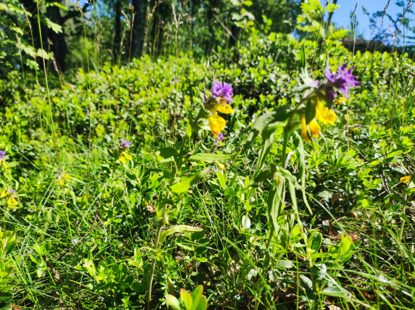 Полевые фиолетово-жёлтые цветы на лесной поляне среди высокой травы