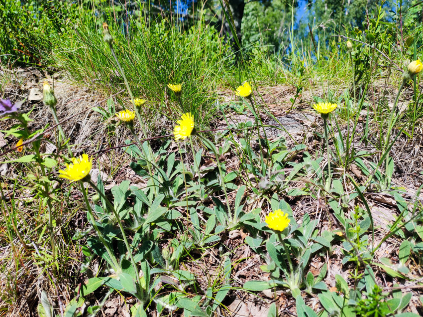 Ястребинка волосистая с жёлтыми цветками и бутонами на лесной подстилке