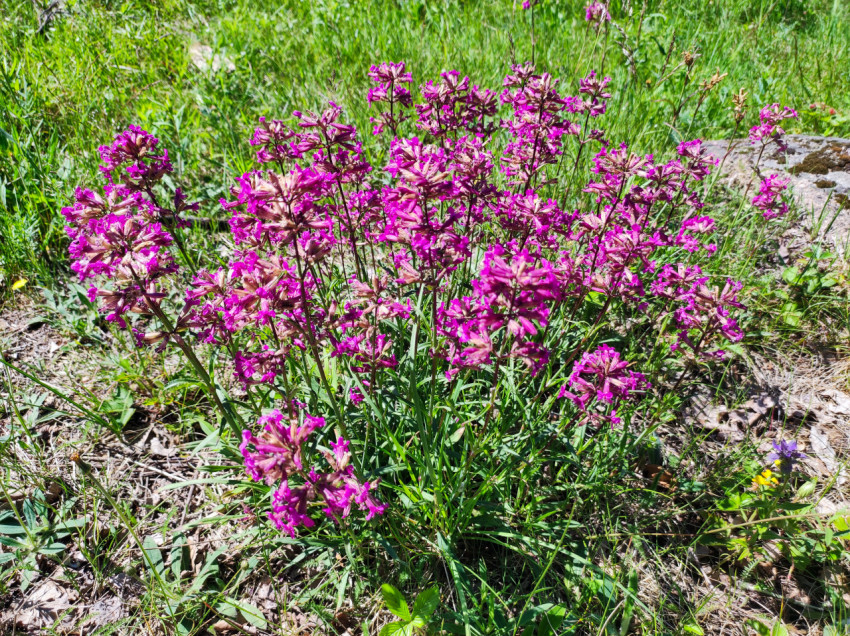 Соцветия смолки обыкновенной (Viscaria vulgaris) среди луговой травы крупным планом