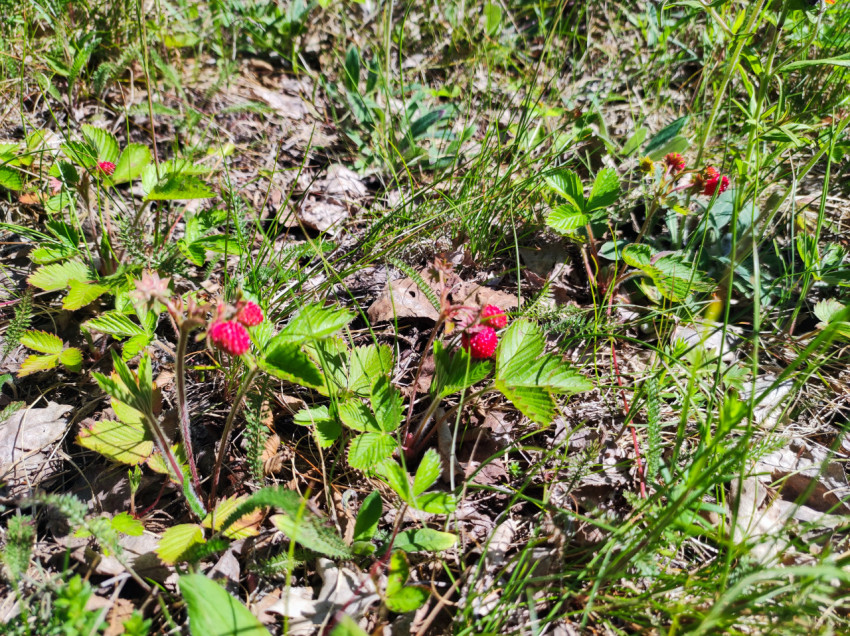 Кустики лесной земляники с красными ягодами на лесной подстилке