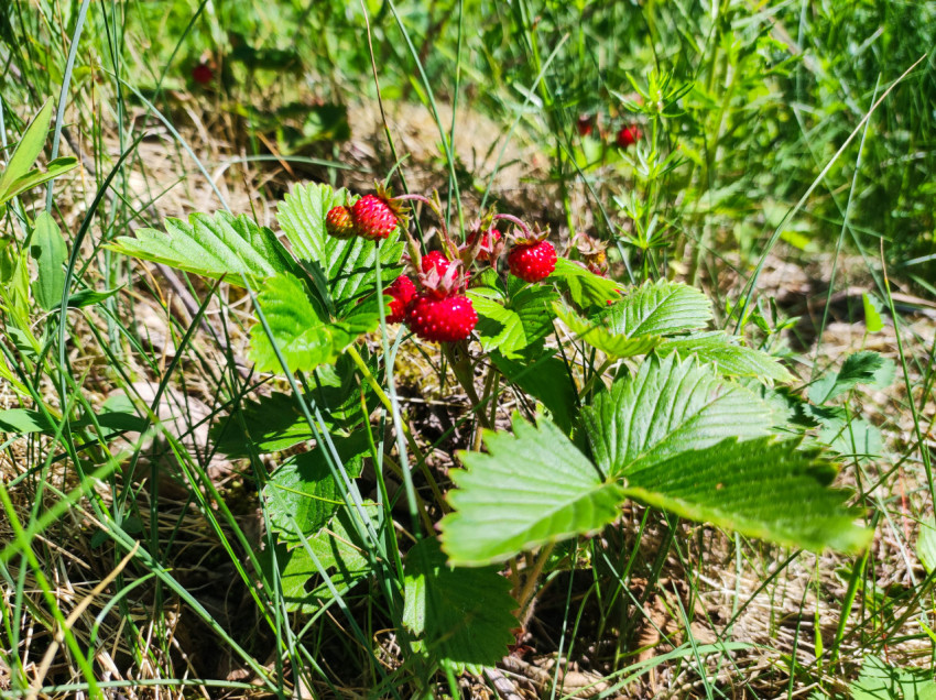 Ягоды лесной земляники среди зеленых листьев и высокой травы