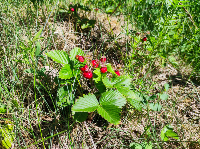 Куст лесной земляники с ягодами на песчаной почве среди травы